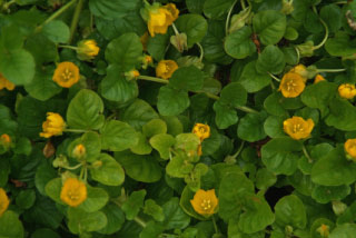 Lysimachia nummulariaPenningkruid bestellen